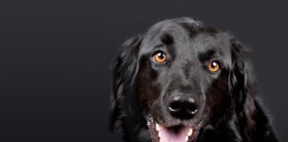 Kaj nas psi lahko naučijo o sreči?