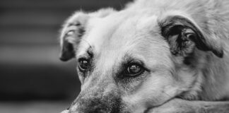 Nizozemska popolnoma rešila težavo s potepuškimi psi