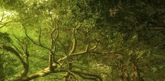 Inteligenten gozd, ki medsebojno komunicra: lahko nas ozdravi, če mu pustimo