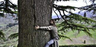 Drevesa zdravijo – zakaj jih ne bi objemali?