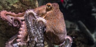 Ko parjenje postane nevarno: temna plat življenja hobotnic