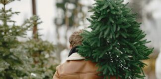 V gozd po smrekico za božič? Lahko te udari kazen do 5.000 €!