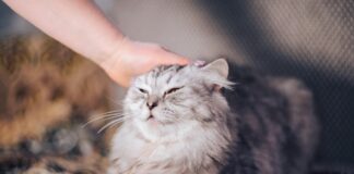 Delodajalci pozor: preverite kako inovativno je bilo japonsko podjetje pri zniževanju stresa zaposlenih!