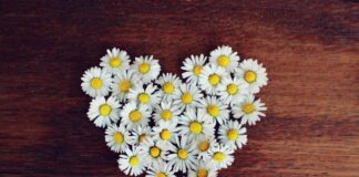 Vodilo za leto 2026: osredotočenje na dobro