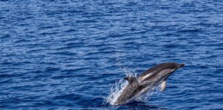 Čudna, temna in neverjetna dejstva o delfinih, ki jih skoraj nihče ne pozna