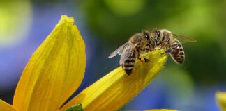 Matični mleček: čudež iz panja?