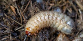 Šokantno: oglejte si kakšni paraziti bivajo v vašem telesu