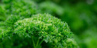 Ta maska bo pretresla tudi največje skeptike! Peteršilj + koruzni škrob – neverjeten trik za sijoč obraz brez gub!