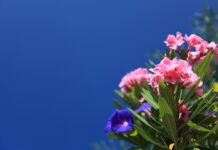 Razkrivamo: te rastline so smrtno nevarne – videti so nedolžne, a skrivajo tihi strup