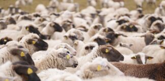 Nenavadne ovce – policija razkrinkala bizaren načrt za vstop nelegalnih migrantov v Evropo