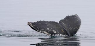 Kit, ki je v mrzlici parjenja, preplaval pol sveta