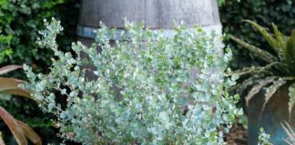 Evkaliptus v loncu: Kako ga uspešno gojiti in prezimiti tudi v Sloveniji