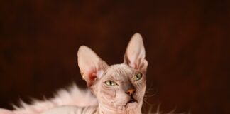 Najdražje mačke na svetu in ali res plačujemo za ljubezen ali samo za prestiž?