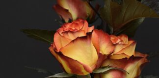 Skrivnost zorenja: Zakaj se ženske z leti vedno bolj zatekajo k rožam