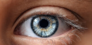 Ali imajo vsi modrooki ljudje res istega prednika?