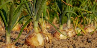 Pomlad: če še ne sadite, že zamujate! Kaj lahko takoj posadite na vrt? Objavljamo seznam…