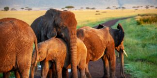 Preverite katere živali pomagajo planetu in ljudem ter kako?