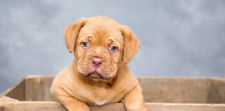 ŠOKANTNA RESNICA: Pes v hiši lahko spremeni družino bolj kot si mislite