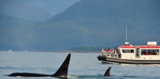 Šok v oceanih: orke znova nosijo na glavi losose