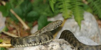 Vas kače na vrtu spravljajo ob živce? Tako se jih znebite enkrat za vselej in brez ubijanja!