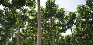 Najhitreje rastoče drevo, ki zraste od 3 do 6 m na leto