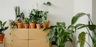 8 sobnih rastlin, ki vam očistijo zrak in zakaj res delujejo – ne zamudite!