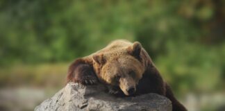 Šokantno: medved vas lahko zavoha tudi na 30 kilometrov – človek pa je v svetu vonjav skoraj slep. Preverite katere živali vas zavohajo najhitreje!