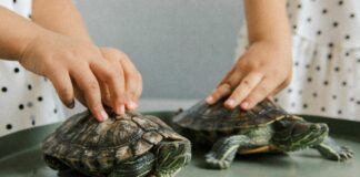 Želite kupiti želvo? V Sloveniji je ne boste kar tako dobili