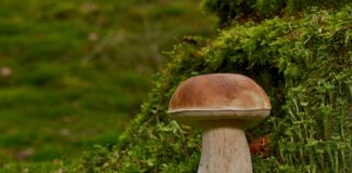 So gobe res zdrave? Imajo malo kalorij, a obstaja tudi druga plat