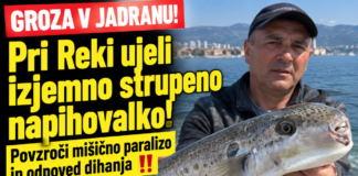 SMRTNO NEVARNA RIBA ŽE V JADRANU! Pri Reki ujeli napihovalko, njen strup lahko povzroči paralizo in odpoved dihanja riba napihovalka, chat gpt