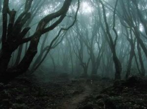 Hoia Baciu gozd, Romunija, vir: Google Images
