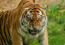 Tiger do smrti napadel moškega, ki je skočil v ogrado tiger napadel človeka