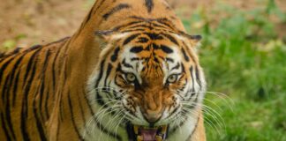 Tiger do smrti napadel moškega, ki je skočil v ogrado tiger napadel človeka