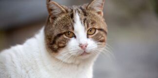 Zakaj mačka strmi v vas? 8 vedenj, ki jih je vredno razumeti Mačje vedenje. Vir: Google Images